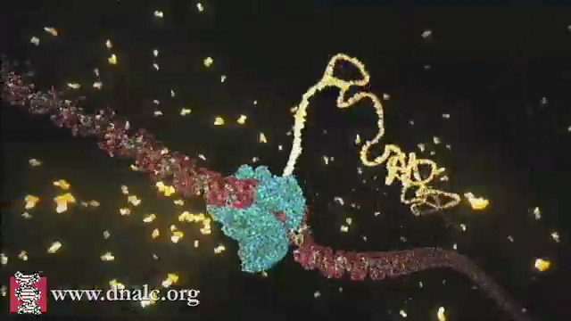 Transcription: DNA codes for messenger RNA (mRNA), 3D animation with basic  narration :: CSHL DNA Learning Center