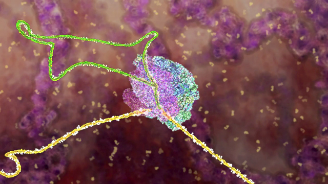 3D Animation of RNA Splicing :: CSHL DNA Learning Center