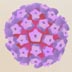 Causes, Viruses: HPV