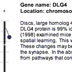 DLG4 Gene