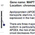 Tau Gene (MAPT)