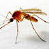 Mosquito (Anopheles gambiae)