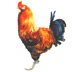 Chicken (Gallus gallus)