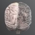 G2C 3-D Brain