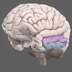 Middle and Inferior Temporal Gyri 