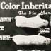 Exhibit, "Color Inheritance in Guinea Pigs" (Mendelian pattern)