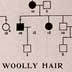 "Another Wooly-Hair Mutation in Man," by C.Ph. Schokking, Journal of Heredity (vol. 25) (4)