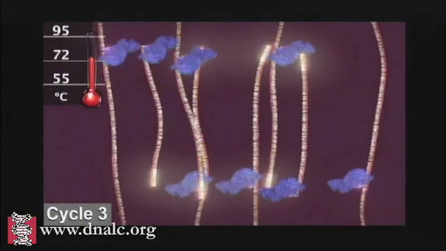 Biology Animations - CSHL DNA Learning Center