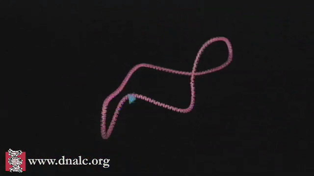 3D Animations - Experiments & Techniques: Mechanism of Recombination - CSHL  DNA Learning Center