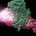 DNA ligation, 3D animation with no audio