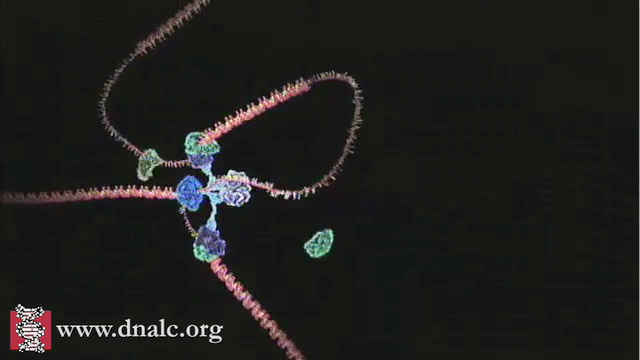 3D Animations - Replication: Mechanism of Replication (Basic) - CSHL DNA  Learning Center