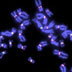 Centromeres highlighted on human chromosomes