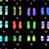 Human chromosomes / karyotype (colored)