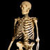 Neandertal skeleton (first reconstruction)
