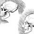 Neandertal  &  Human skull