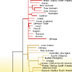 Mitochondrial DNA (mtDNA) human family tree
