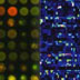 DNA microarray result
