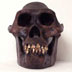 Australopithecus afarensis skull front