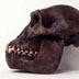 Australopithecus afarensis skull side