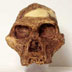 Australopithecus africanus skull front
