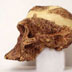 Australopithecus africanus skull side