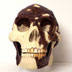 Homo erectus skull front