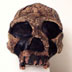 Homo ergaster skull front