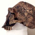 Homo ergaster skull, side view