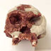 Homo habilis skull, front view