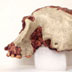 Homo habilis skull, side view