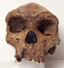 Homo heidelbergensis skull, front view
