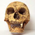 Homo neandertalensis skull, front view 