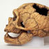 Homo neandertalensis skull, side view