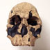 Homo rudolfensis skull, front view