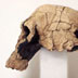 Homo rudolfensis skull, side view