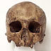 Homo sapiens cro-magnon skull, front view