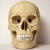 Homo sapiens skull, front view