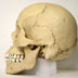 Homo sapiens skull, side view