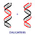 Models of DNA replication