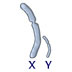 Zooming in on the x chromosome. 