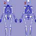 Analyze the Romanov skeletons, interactive 2D animation