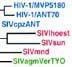 HIV SIV Tree