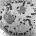 Gallery 7: Micrograph of Cell Dividing, 1