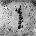 Gallery 7: Micrograph of Cell Dividing, 2
