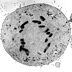 Gallery 7: Micrograph of Cell Dividing, 3