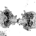 Gallery 7: Micrograph of Cell Dividing, 4