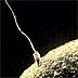 Gallery 8: Sperm fertilzing an egg