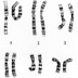  Sex cells have one set of chromosomes; body cells have two.