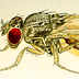 Gallery 10: Male Fruit Fly