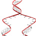 Animation 20:  A half DNA ladder is a template for copying the whole